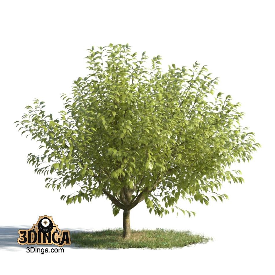 درخت سرسبز