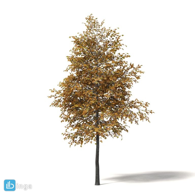 درخت پاییزی افرا