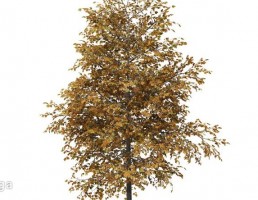 درخت پاییزی افرا