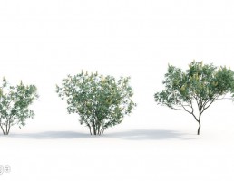 بوته گیاهان طبیعی