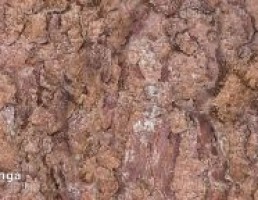 تکسچر پوست برگریز