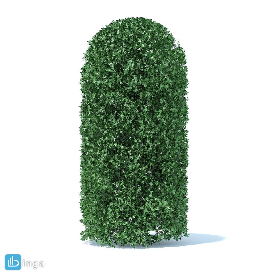 درختچه های پارکی