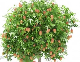 درخت انبه