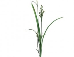 گیاه بهاری