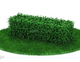 پرچین گیاهی