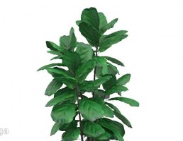 گلدان + گیاهان خانگی