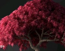 گل و گیاهان بونسای