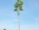 درخت Birch
