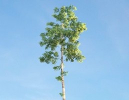 درخت Birch