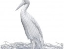 لک لک در لانه