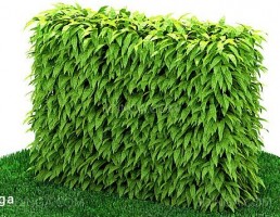 پرچین گیاهی