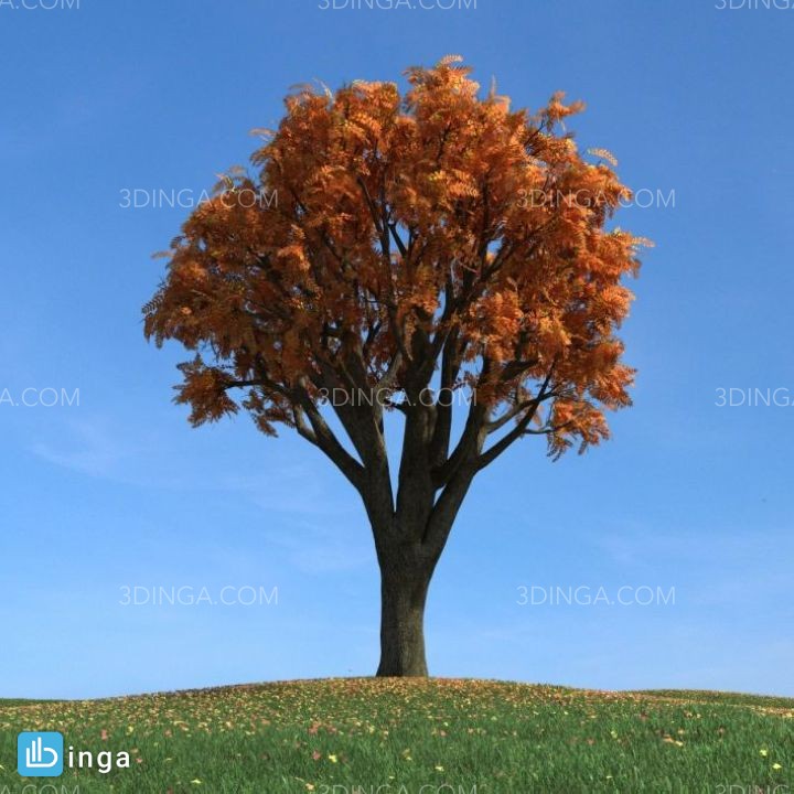 درخت در فصل پاییز