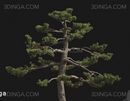 درخت Pinus thunbergii