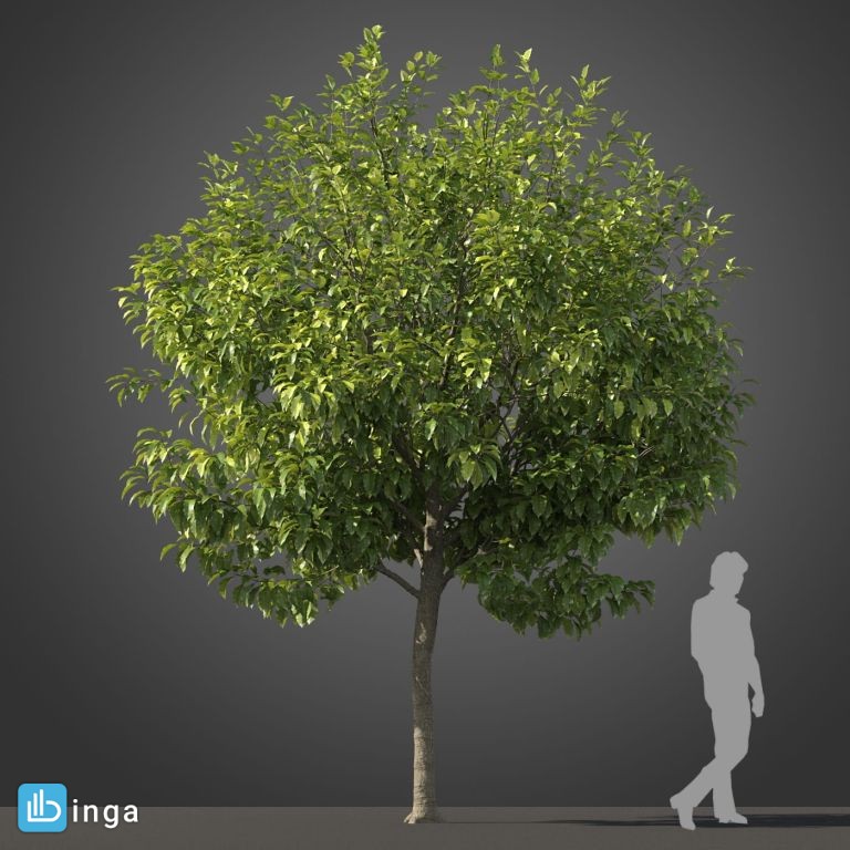 درخت نیمه گرمسیری