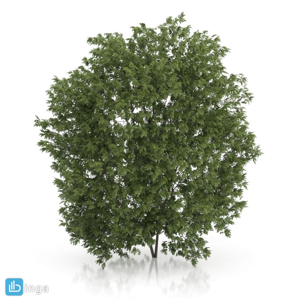 درخت اقاقیا چتری