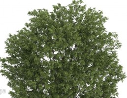 درخت اقاقیا چتری