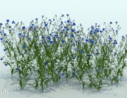 گیاه باغی