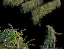 گیاه دنباله دار