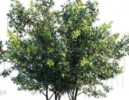 درخت بارینگتونیا آکوتانگولا