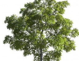 درخت کاج