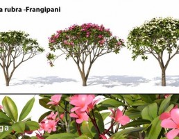 درخت Plumeria