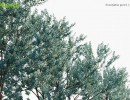 انواع درختان طبیعی