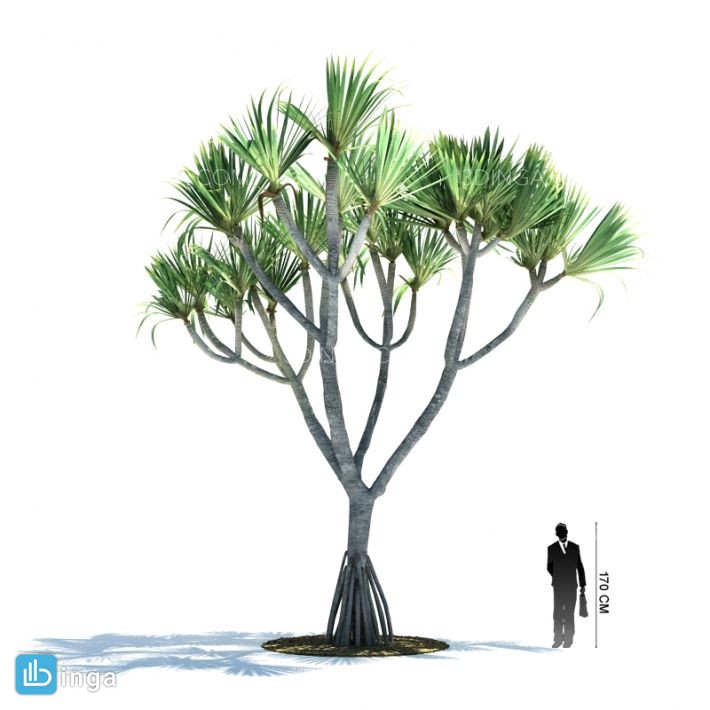 درخت نخل مناطق گرمسیری