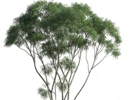 درخت