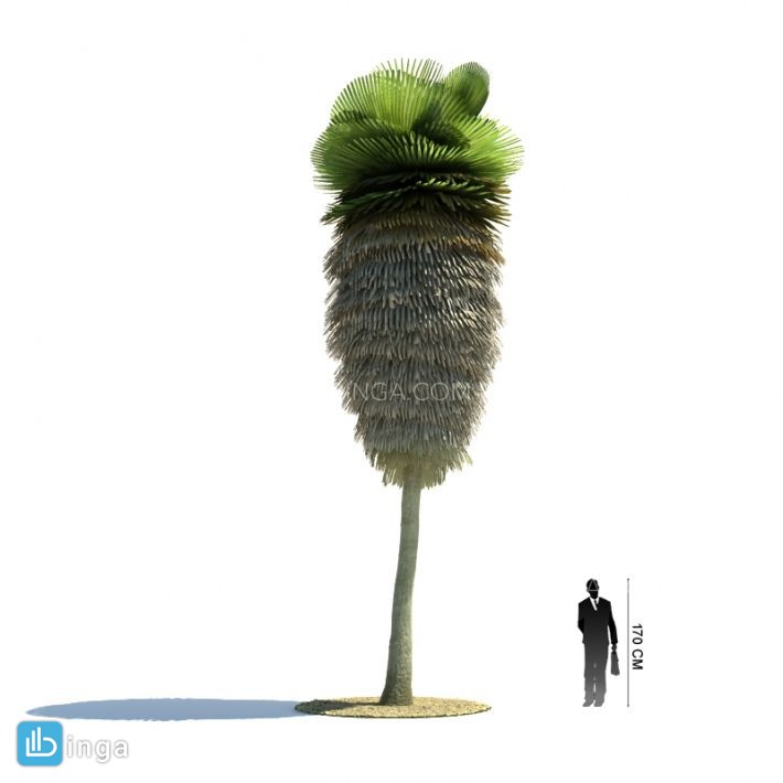 درخت نخل مناطق گرمسیری