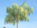 درخت Salix