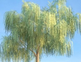درخت Salix