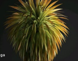 گل و گیاهان بونسای