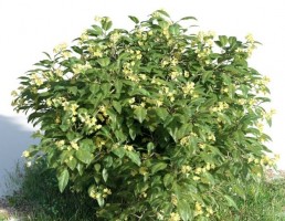 بوته Allamanda