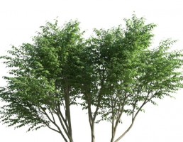 درخت