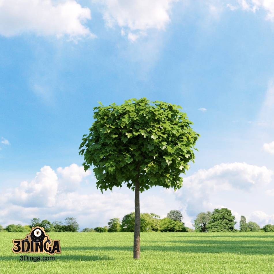 درخت