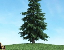 درخت کاج