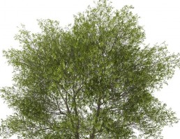 درخت سرسبز