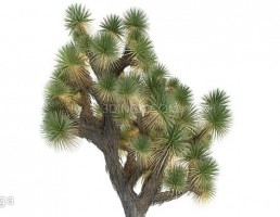 درخت یوکای نخلی