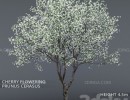 درخت گیلاس + شکوفه