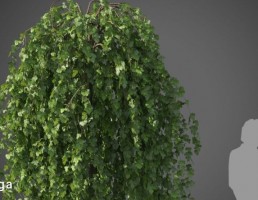 درخت نیمه گرمسیری