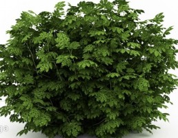 گیاهان باغی