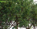 انواع درختان باغی