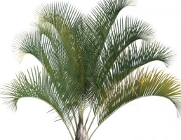 درخت کاج