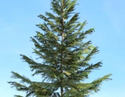 درخت Picea