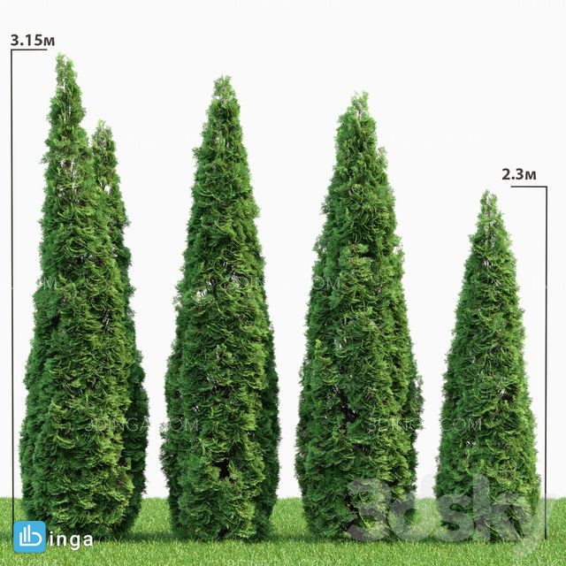 درختچه Bush