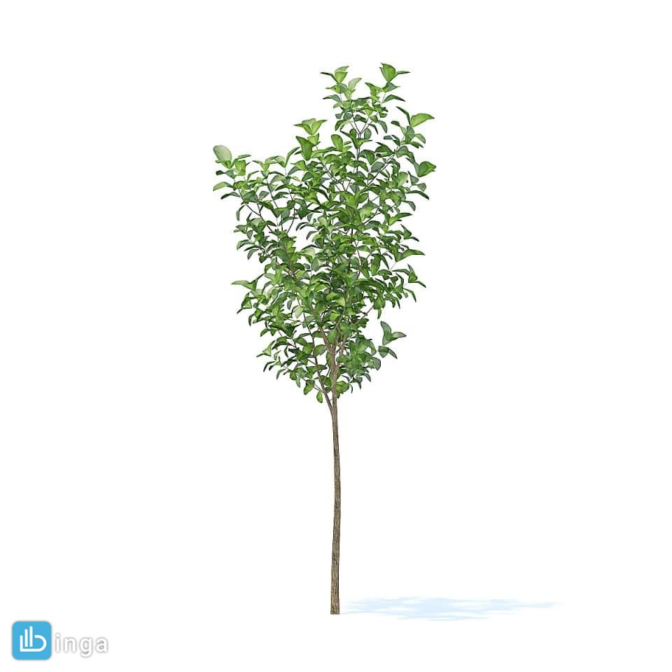 درخت سیب