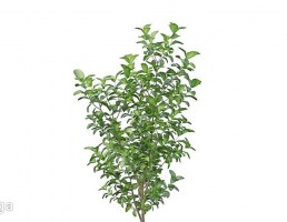 درخت سیب