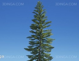 درختان کاج استرالیا و اقیانوسیه