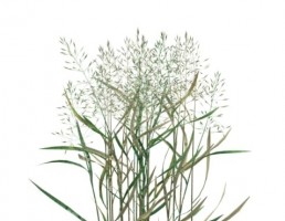 گیاه بهاری