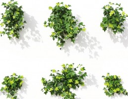 گل های آپارتمانی